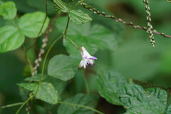 Amphicarpaea edgeworthii