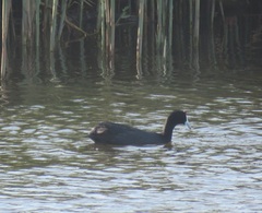 Fulica cristata