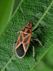 Graptostethus servus