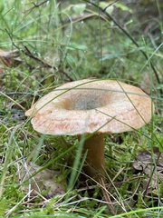 Lactarius deterrimus