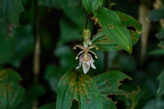 Tricyrtis macropoda