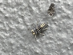 Harmonia testudinaria