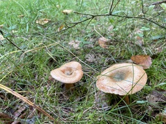 Lactarius deterrimus