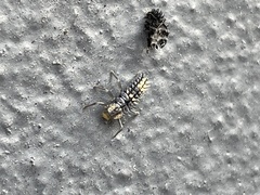 Harmonia testudinaria