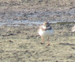 Charadrius hiaticula tundrae