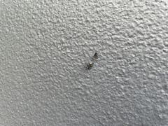 Harmonia testudinaria