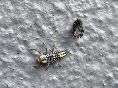 Harmonia testudinaria