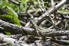 Dendrelaphis tristis