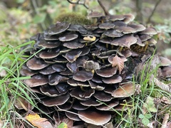 Hypholoma