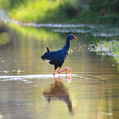 Porphyrio porphyrio