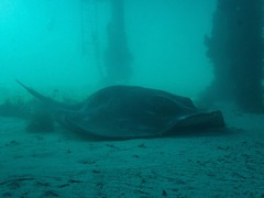 Bathytoshia brevicaudata
