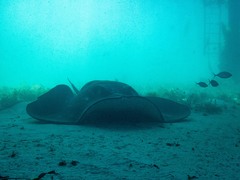Bathytoshia brevicaudata