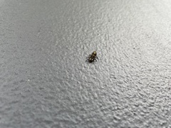 Harmonia testudinaria