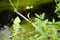 Rhyothemis obsolescens