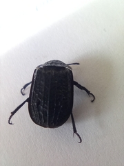 Thanatophilus rugosus