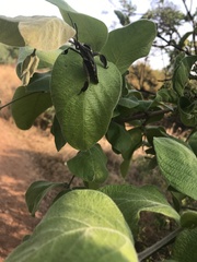 Petascelis remipes