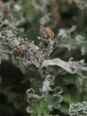 Cladonia peziziformis