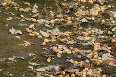 Ginkgo biloba