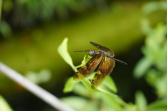 Rhyothemis obsolescens