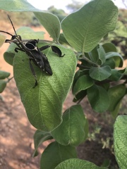 Petascelis remipes