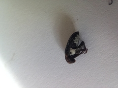 Dermestes undulatus