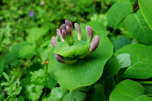 Gartengeißblatt