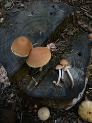 Galerina marginata