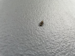 Harmonia testudinaria