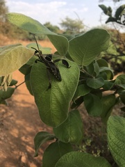 Petascelis remipes