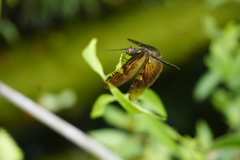 Rhyothemis obsolescens