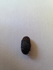 Dermestes undulatus