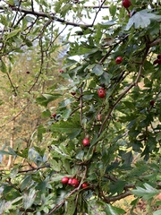 Crataegus monogyna