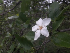 Apocynaceae