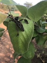 Petascelis remipes