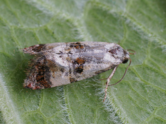 Neocochylis hybridella