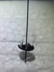 Dermestes undulatus