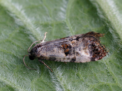 Neocochylis hybridella
