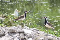 Vanellus indicus