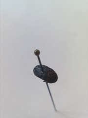 Dermestes undulatus