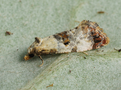 Neocochylis hybridella