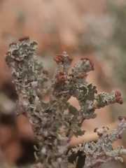 Cladonia peziziformis