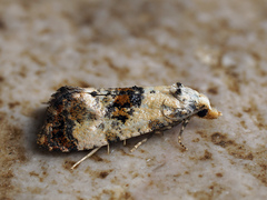 Neocochylis hybridella