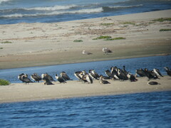 Phalacrocorax carbo lucidus