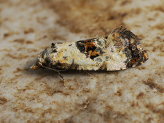 Neocochylis hybridella