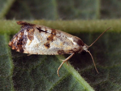Neocochylis hybridella
