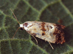 Neocochylis hybridella