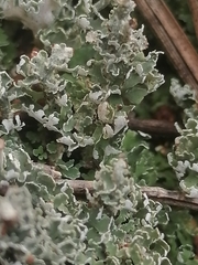 Cladonia peziziformis