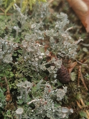 Cladonia peziziformis