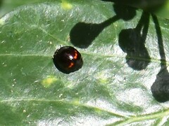 Chilocorus bipustulatus