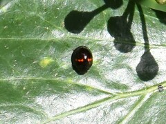 Chilocorus bipustulatus